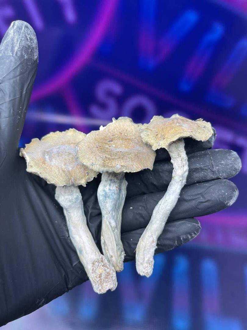 Buy Mushrooms Stoke Online - Image 3